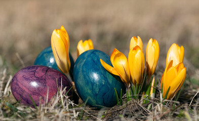 Colorful eggs lie hidden under yellow flowering crocus at Easter time, with space for text in the background