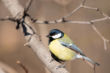 Great tit close up ( Parus major ).