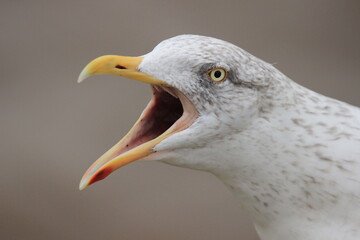 Möwe