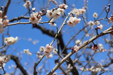 梅の季節