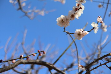 花と蕾と