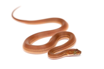 Striped house snake (Boaedon lineatus) on a white background