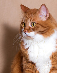 ginger cat looks to the side expression of the muzzle