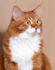 ginger cat looks to the side expression of the muzzle