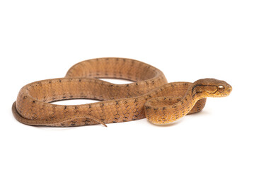 Keeled slug-eating snake (Pareas carinatus) on a white background
