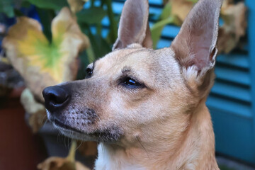 FACCIA DI CANE, DOG FACE