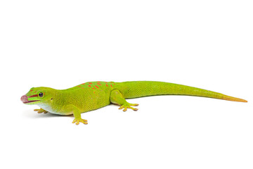 Madagascar giant day gecko (Phelsuma grandis) sticking out his tongue on a white background