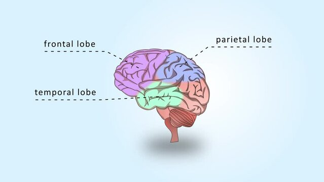Parts of Human Brain Anatomy Animation With Coloured and Labeled Part.mov