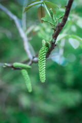 Walnut blossom. The color of the walnut close-up. Early spring when the walnut blossoms.