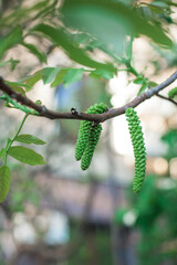 Walnut blossom. The color of the walnut close-up. Early spring when the walnut blossoms.
