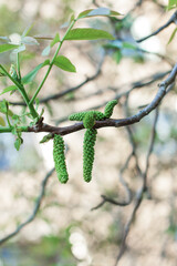 Walnut blossom. The color of the walnut close-up. Early spring when the walnut blossoms.