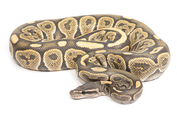 Ball python (Python regius) on a white background