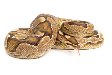 Ball python (Python regius) on a white background