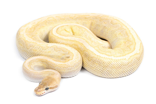 Ball python (Python regius) on a white background