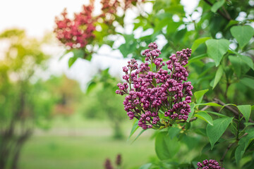 Obraz premium Beautiful lilac flowers. Lilacs bloom beautifully outdoors in spring. Blooming lilac bush with tender tiny flower, lilac flower on the bush.