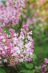 Beautiful lilac flowers. Lilacs bloom beautifully outdoors in spring. Blooming lilac bush with tender tiny flower, lilac flower on the bush.