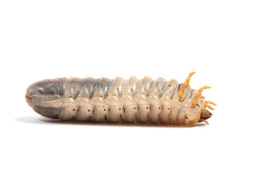 Beetle larva on a white background