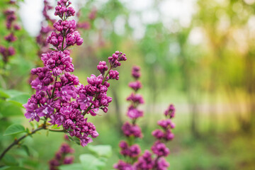 Obraz premium Beautiful lilac flowers. Lilacs bloom beautifully outdoors in spring. Blooming lilac bush with tender tiny flower, lilac flower on the bush.