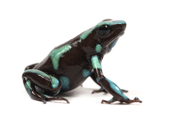 Green-and-black poison dart frog (Dendrobates auratus) on a white background