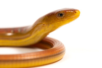 Hart's glass lizard (Dopasia harti) on a white background
