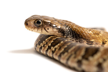False water cobra (Hydrodynastes gigas) on a white background