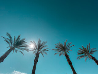 sunny palm trees bright desert oasis clear blue sky skies tall palms palm tree sunlight horizontal...