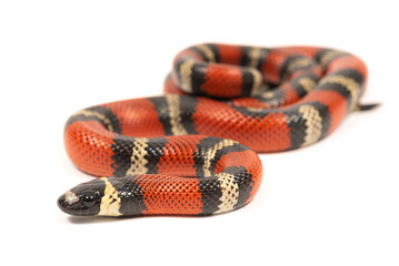 Milk snake (Lampropeltis triangulum polyzona) on a white background
