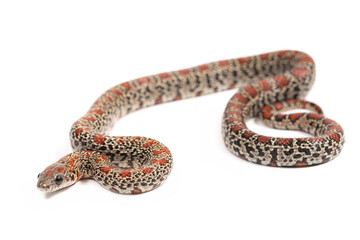 Mexican kingsnake (Lampropeltis mexicana) on a white background