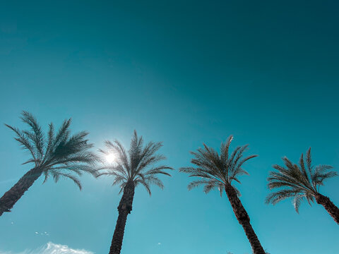 sunny palm trees bright desert oasis clear blue sky skies tall palms palm tree sunlight horizontal skyline