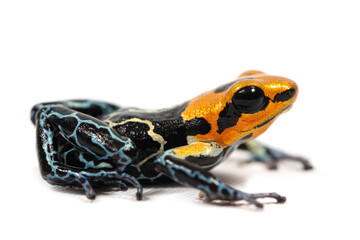 Red-headed poison frog (Ranitomeya fantastica) on a white background