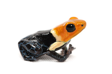 Red-headed poison frog (Ranitomeya fantastica) on a white background