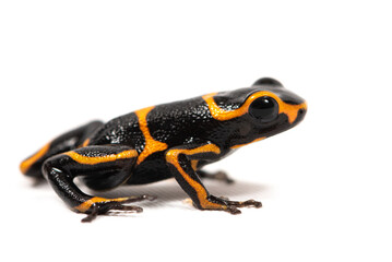 Obraz premium Mimic poison frog (Ranitomeya imitator) on a white background