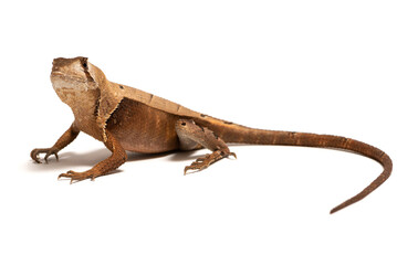 Western leaf lizard (Stenocercus fimbriatus) on a white background