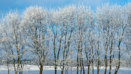 Snow-covered tree branches against the blue sky. Trees are covered with snow and hoarfrost against the blue sky.