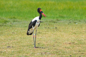Saddle-billed stork, Ephippiorhynchus senegalensis, in Amboseli National Park in Kenya.