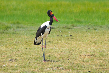 Saddle-billed stork, Ephippiorhynchus senegalensis, in Amboseli National Park in Kenya.