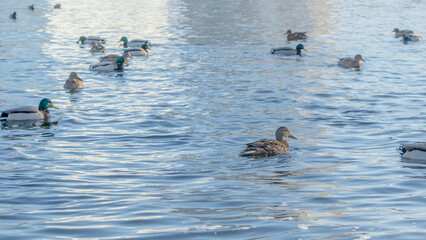 Waterfowl ducks and drakes on a winter river near open water in the city. A flock of ducks in the cold water.