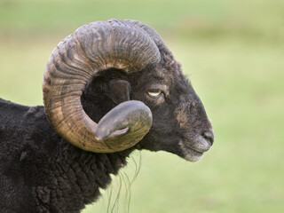 Close up of head of male ouessant sheep with big horns