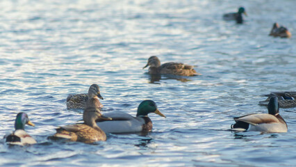 Waterfowl ducks and drakes on a winter river near open water in the city. Selective focus. Defocused background.