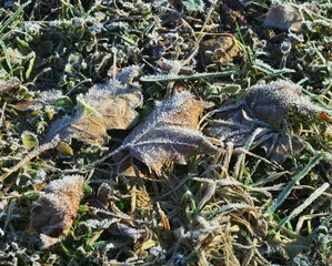 Old leafs in winter frost 