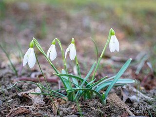 Group of Galanthus nivalis, the snowdrop or common snowdrop in the beginning of spring. Small white flower of spring.