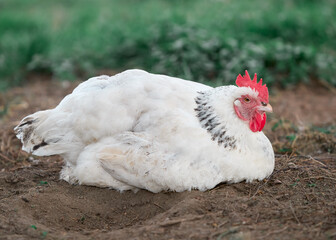 White Sussex chicken resting in sand