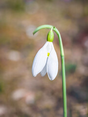 One single isolated Galanthus nivalis, the snowdrop or common snowdrop in the beginning of spring. Small white flower of spring.