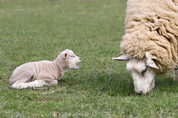Young white lamb with ewe Flemish sheep