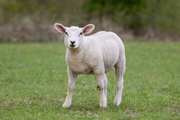 Naklejka na ściany i meble Young white lamb of Flemish sheep