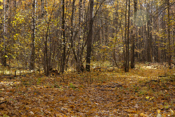 autumn landscape, leaf fall in the forest on a sunny day, blurred