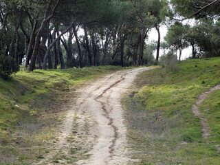 Senda entre árboles