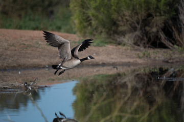 Obraz premium Candian Goose Flying low over the water