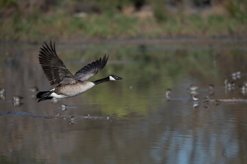 Candian Goose Flying low over the water