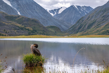 cormorant lake mountains water grass summer
